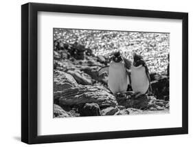 Falkland Islands, black and white image of pair of rockhopper penguins nesting on cliff, New Island-Howie Garber-Framed Photographic Print