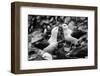 Falkland Islands, black and white photo of courtship behavior of black-browed albatross New Island-Howie Garber-Framed Photographic Print