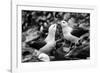 Falkland Islands, black and white photo of courtship behavior of black-browed albatross New Island-Howie Garber-Framed Photographic Print