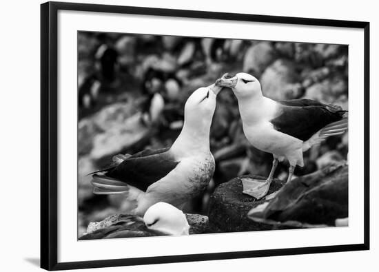 Falkland Islands, black and white photo of courtship behavior of black-browed albatross New Island-Howie Garber-Framed Photographic Print