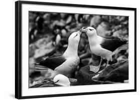 Falkland Islands, black and white photo of courtship behavior of black-browed albatross New Island-Howie Garber-Framed Photographic Print