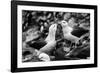 Falkland Islands, black and white photo of courtship behavior of black-browed albatross New Island-Howie Garber-Framed Photographic Print