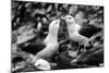 Falkland Islands, black and white photo of courtship behavior of black-browed albatross New Island-Howie Garber-Mounted Photographic Print