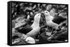 Falkland Islands, black and white photo of courtship behavior of black-browed albatross New Island-Howie Garber-Framed Stretched Canvas