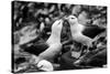 Falkland Islands, black and white photo of courtship behavior of black-browed albatross New Island-Howie Garber-Stretched Canvas