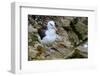 Falkland Islands, black-browed albatross on New Island-Howie Garber-Framed Photographic Print