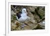 Falkland Islands, black-browed albatross on New Island-Howie Garber-Framed Photographic Print