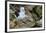 Falkland Islands, black-browed albatross on New Island-Howie Garber-Framed Photographic Print