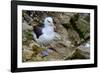 Falkland Islands, black-browed albatross on New Island-Howie Garber-Framed Photographic Print