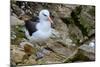 Falkland Islands, black-browed albatross on New Island-Howie Garber-Mounted Photographic Print