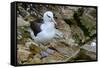 Falkland Islands, black-browed albatross on New Island-Howie Garber-Framed Stretched Canvas