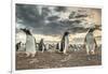 Falkland Islands, Bleaker Island. Gentoo penguin colony at sunset.-Jaynes Gallery-Framed Photographic Print