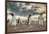 Falkland Islands, Bleaker Island. Gentoo penguin colony at sunset.-Jaynes Gallery-Framed Photographic Print