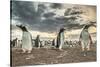 Falkland Islands, Bleaker Island. Gentoo penguin colony at sunset.-Jaynes Gallery-Stretched Canvas