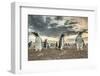 Falkland Islands, Bleaker Island. Gentoo penguin colony at sunset.-Jaynes Gallery-Framed Photographic Print