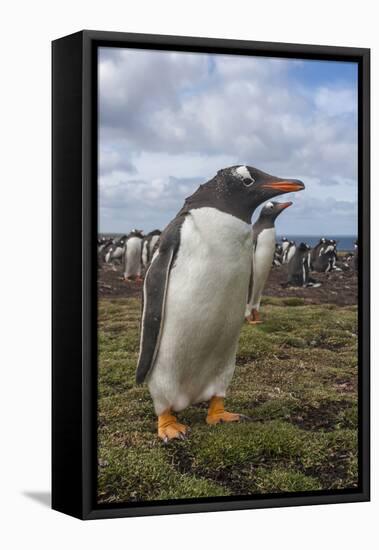 Falkland Islands, Bleaker Island. Gentoo Penguin Colony-Cathy & Gordon Illg-Framed Stretched Canvas