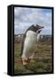 Falkland Islands, Bleaker Island. Gentoo Penguin Colony-Cathy & Gordon Illg-Framed Stretched Canvas