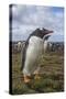 Falkland Islands, Bleaker Island. Gentoo Penguin Colony-Cathy & Gordon Illg-Stretched Canvas