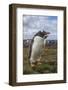 Falkland Islands, Bleaker Island. Gentoo Penguin Colony-Cathy & Gordon Illg-Framed Photographic Print