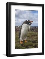 Falkland Islands, Bleaker Island. Gentoo Penguin Colony-Cathy & Gordon Illg-Framed Photographic Print