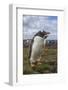 Falkland Islands, Bleaker Island. Gentoo Penguin Colony-Cathy & Gordon Illg-Framed Photographic Print