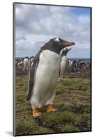 Falkland Islands, Bleaker Island. Gentoo Penguin Colony-Cathy & Gordon Illg-Mounted Photographic Print