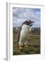 Falkland Islands, Bleaker Island. Gentoo Penguin Colony-Cathy & Gordon Illg-Framed Photographic Print