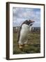 Falkland Islands, Bleaker Island. Gentoo Penguin Colony-Cathy & Gordon Illg-Framed Photographic Print