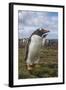 Falkland Islands, Bleaker Island. Gentoo Penguin Colony-Cathy & Gordon Illg-Framed Photographic Print