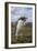 Falkland Islands, Bleaker Island. Gentoo Penguin Colony-Cathy & Gordon Illg-Framed Photographic Print