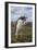 Falkland Islands, Bleaker Island. Gentoo Penguin Colony-Cathy & Gordon Illg-Framed Photographic Print