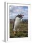 Falkland Islands, Bleaker Island. Gentoo Penguin Colony-Cathy & Gordon Illg-Framed Photographic Print