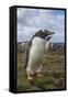 Falkland Islands, Bleaker Island. Gentoo Penguin Colony-Cathy & Gordon Illg-Framed Stretched Canvas