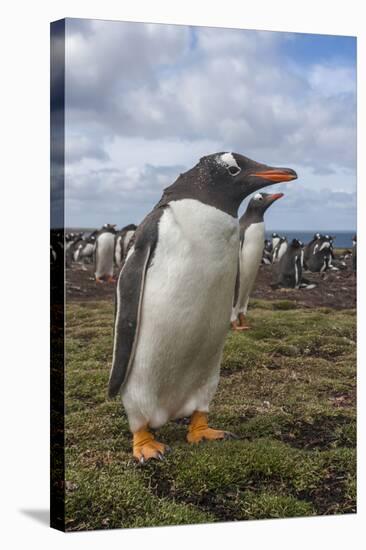 Falkland Islands, Bleaker Island. Gentoo Penguin Colony-Cathy & Gordon Illg-Stretched Canvas