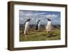 Falkland Islands, Bleaker Island. Gentoo Penguin Colony-Cathy & Gordon Illg-Framed Photographic Print