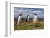 Falkland Islands, Bleaker Island. Gentoo Penguin Colony-Cathy & Gordon Illg-Framed Photographic Print