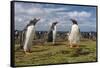 Falkland Islands, Bleaker Island. Gentoo Penguin Colony-Cathy & Gordon Illg-Framed Stretched Canvas