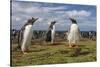 Falkland Islands, Bleaker Island. Gentoo Penguin Colony-Cathy & Gordon Illg-Stretched Canvas