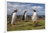 Falkland Islands, Bleaker Island. Gentoo Penguin Colony-Cathy & Gordon Illg-Framed Photographic Print