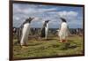 Falkland Islands, Bleaker Island. Gentoo Penguin Colony-Cathy & Gordon Illg-Framed Photographic Print