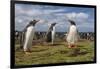 Falkland Islands, Bleaker Island. Gentoo Penguin Colony-Cathy & Gordon Illg-Framed Photographic Print
