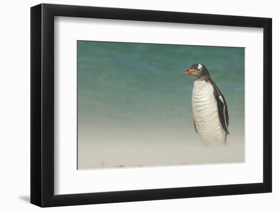 Falkland Islands, Bleaker Island. Gentoo Penguin on the Beach-Cathy & Gordon Illg-Framed Photographic Print