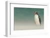 Falkland Islands, Bleaker Island. Gentoo Penguin on the Beach-Cathy & Gordon Illg-Framed Photographic Print