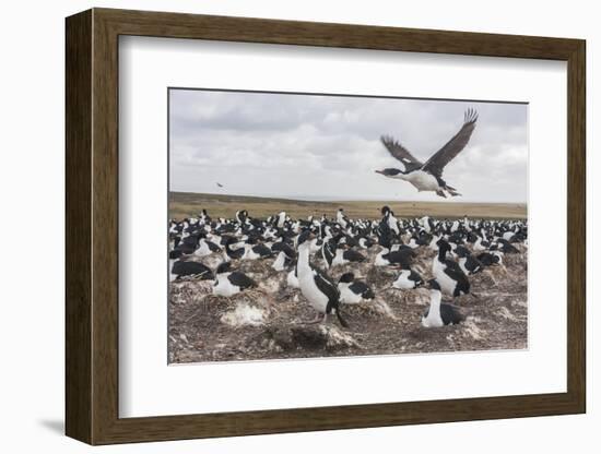 Falkland Islands, Bleaker Island. Imperial Shag Nesting Colony-Cathy & Gordon Illg-Framed Photographic Print