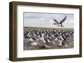 Falkland Islands, Bleaker Island. Imperial Shag Nesting Colony-Cathy & Gordon Illg-Framed Photographic Print