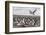 Falkland Islands, Bleaker Island. Imperial Shag Nesting Colony-Cathy & Gordon Illg-Framed Photographic Print