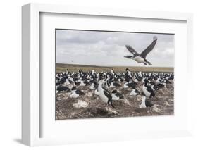 Falkland Islands, Bleaker Island. Imperial Shag Nesting Colony-Cathy & Gordon Illg-Framed Photographic Print