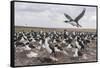 Falkland Islands, Bleaker Island. Imperial Shag Nesting Colony-Cathy & Gordon Illg-Framed Stretched Canvas