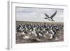 Falkland Islands, Bleaker Island. Imperial Shag Nesting Colony-Cathy & Gordon Illg-Framed Photographic Print