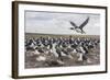 Falkland Islands, Bleaker Island. Imperial Shag Nesting Colony-Cathy & Gordon Illg-Framed Photographic Print